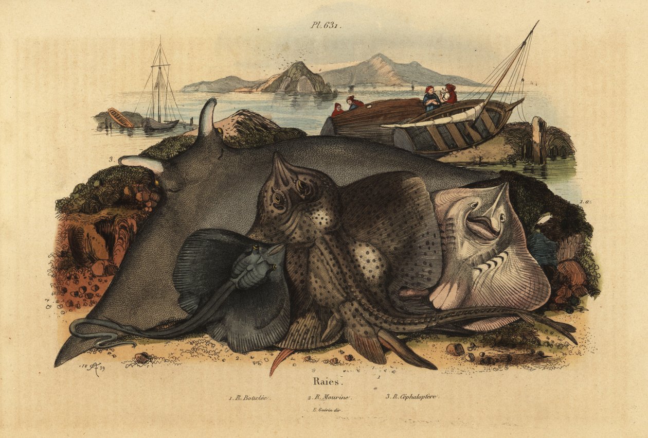 Thornback ray, Raja clavata 1, Lusitanian cownose ray, Rhinoptera marginata 2 og kæmpe djævlerokke, Mobula mobular 3, truet af Unbekannt
