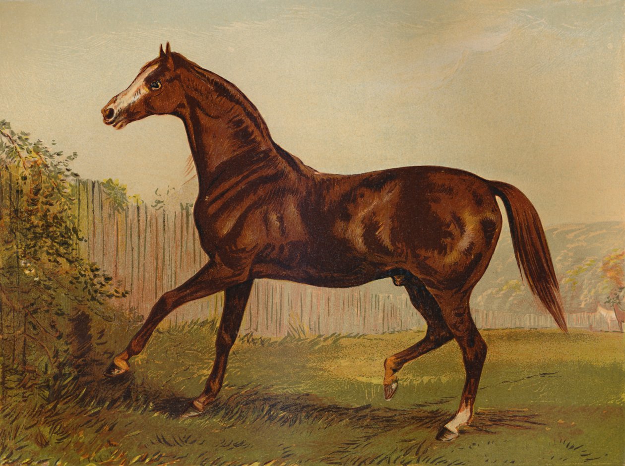 Fuldblod Sire Blair Athol, vinder af Derby & St Leger 1864, c1879. af Unbekannt