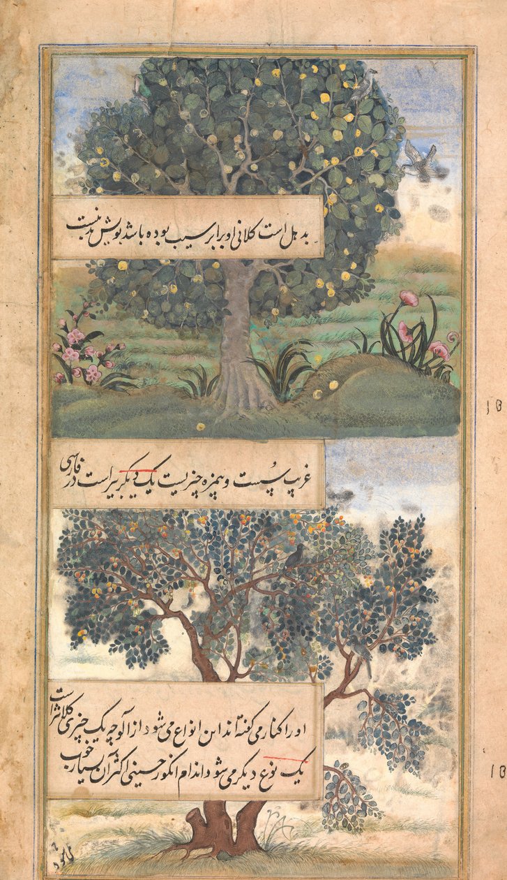 Three Trees of India, Folio fra Baburnama Autobiography of Babur, slutningen af det 16. århundrede. af Unbekannt