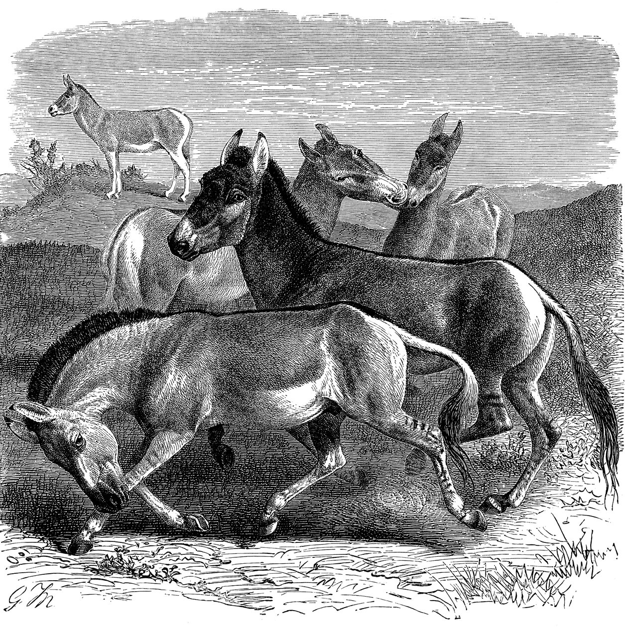 Tibetansk vildrøv eller Kiang, 1893 af Unbekannt