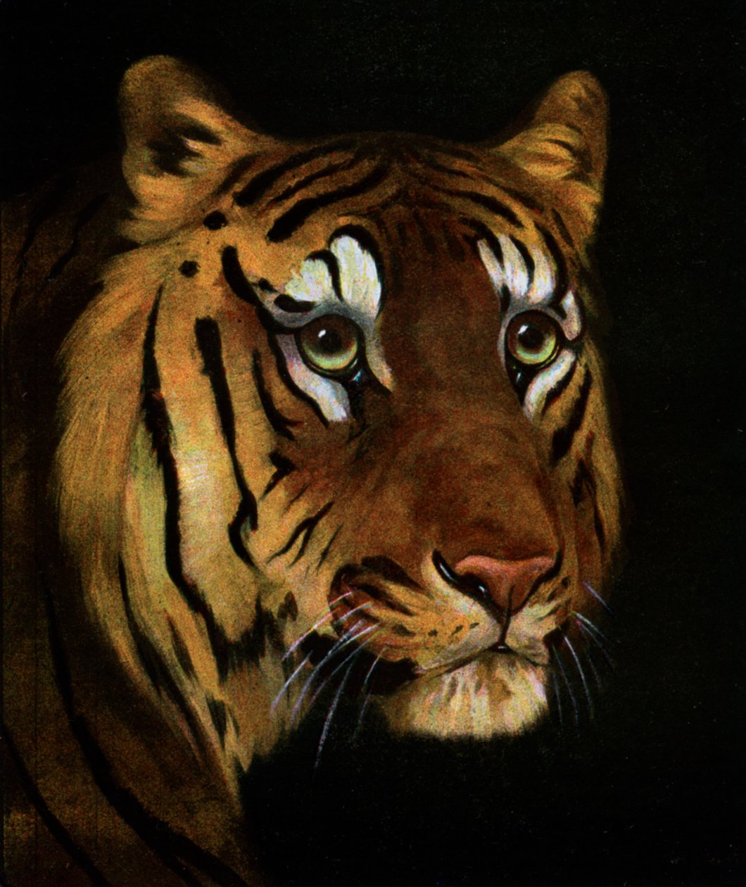 Tigerstudie, 1908-1909 af Unbekannt