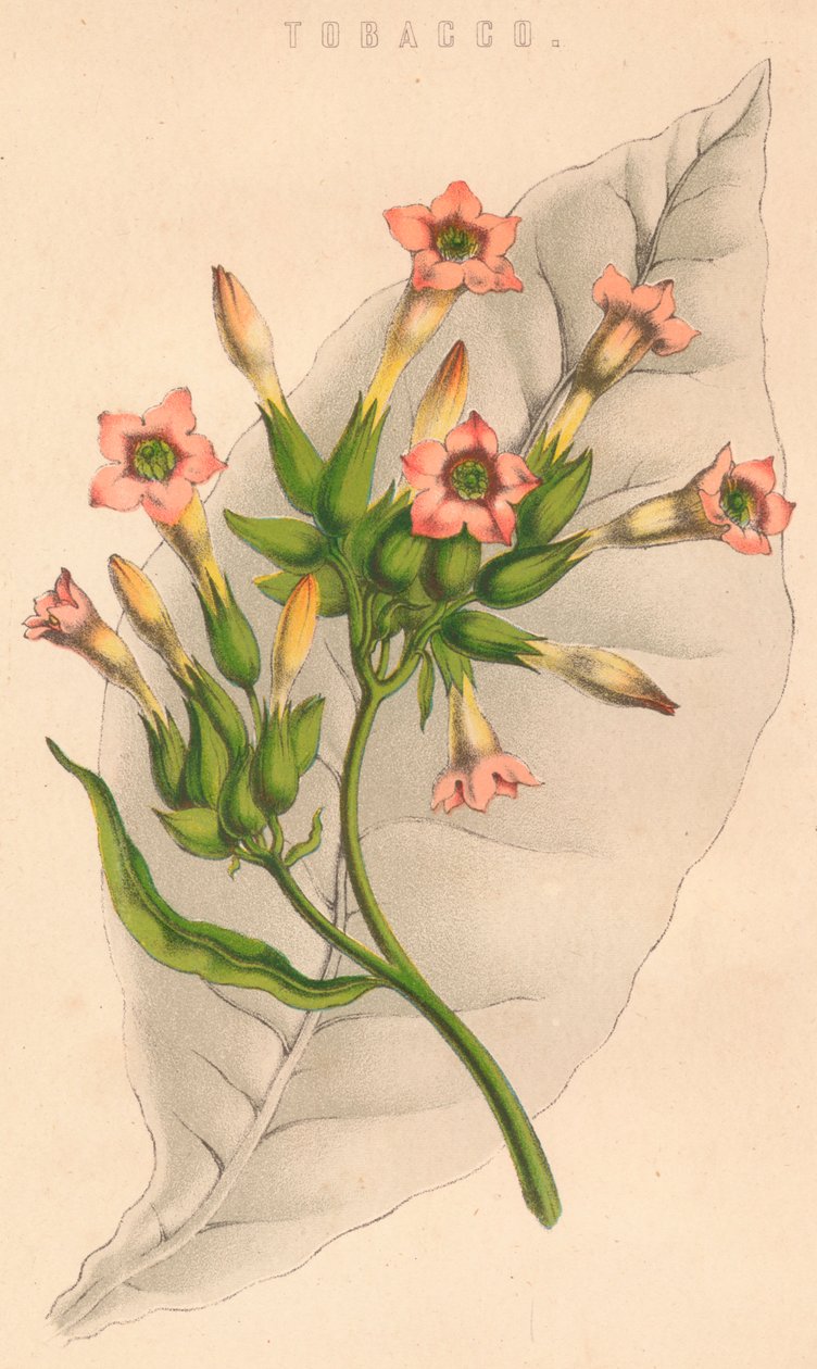 Tobak, c1800-tallet af Unbekannt