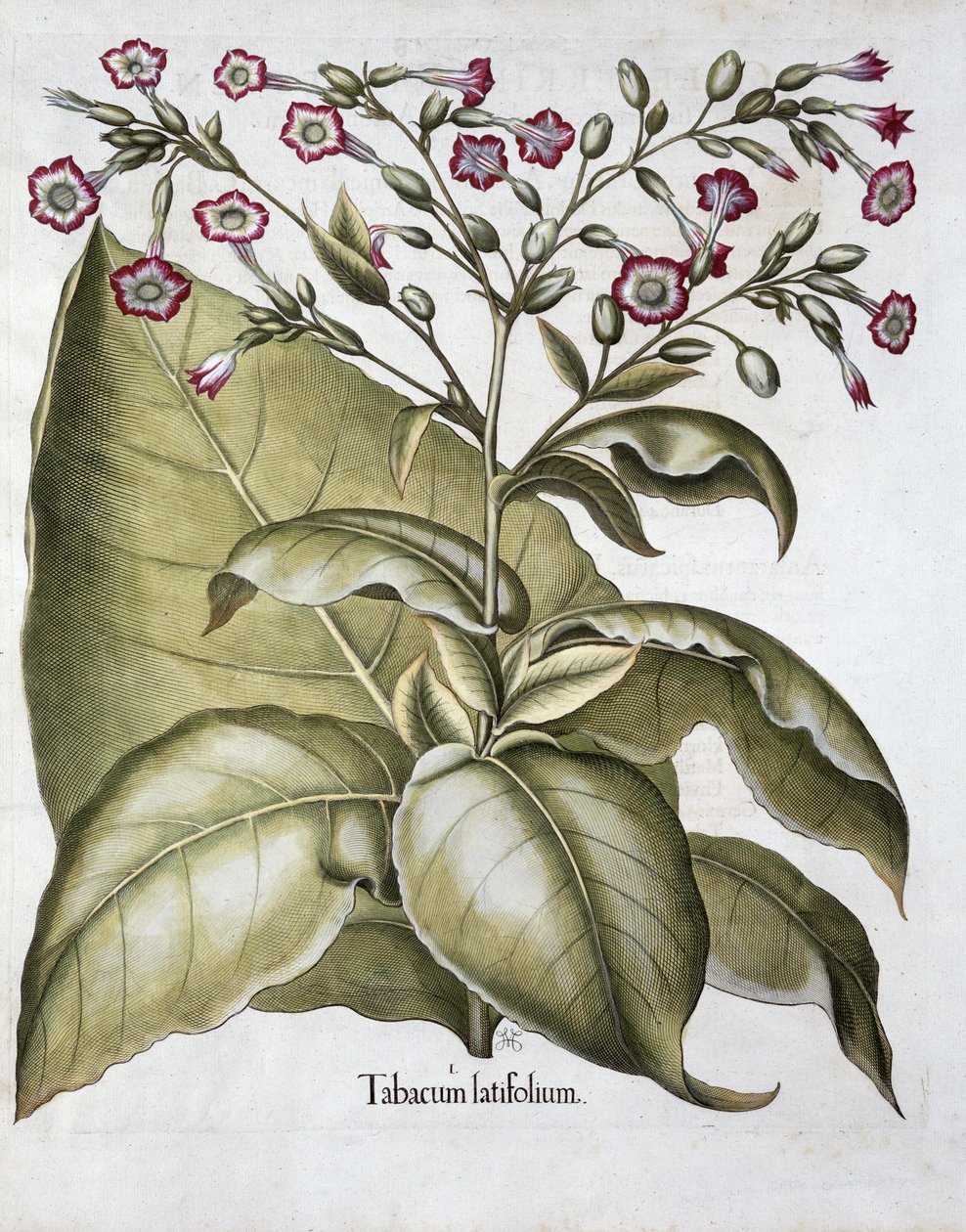Tobaksplante, 1613 af Unbekannt