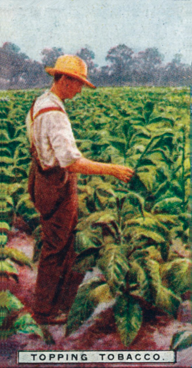 Topping Tobacco, 1926 af Unbekannt
