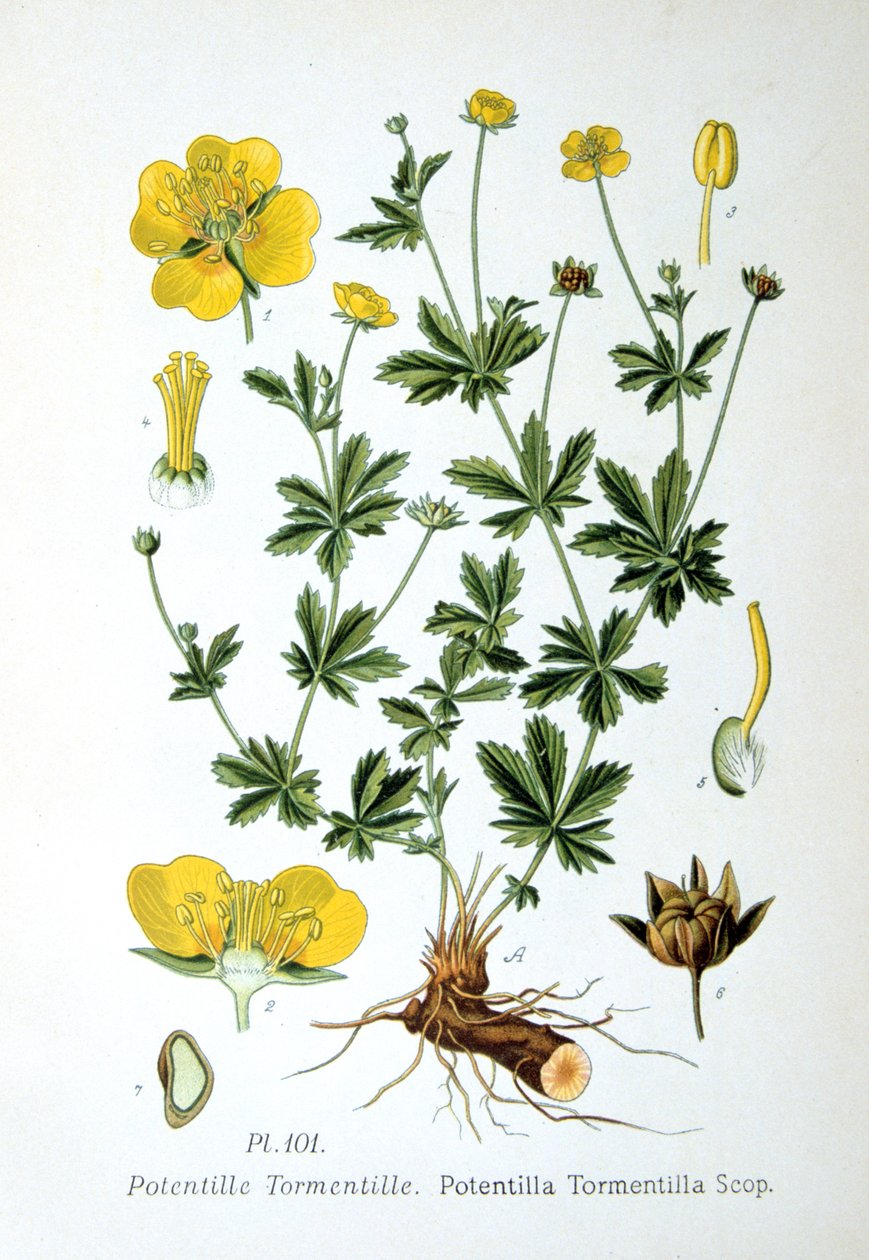 Tormentil, 1893 af Unbekannt