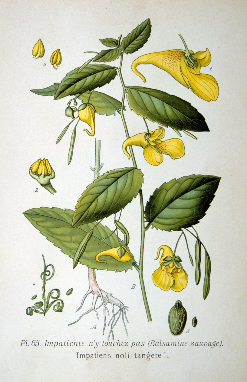 Rør-mig-ikke-balsam, 1893 af Unbekannt