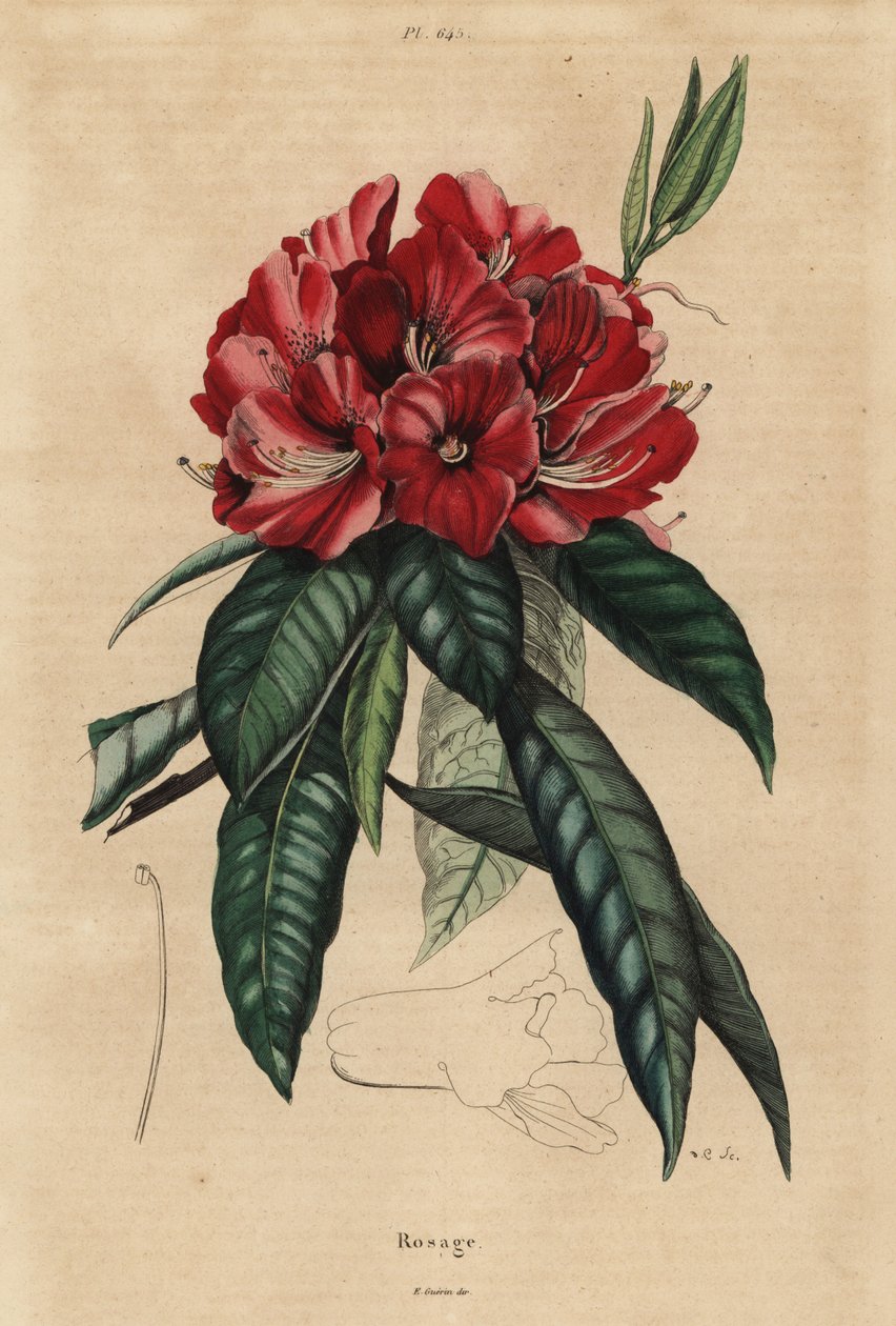 Træ rhododendron, Rhododendron arboreum af Unbekannt