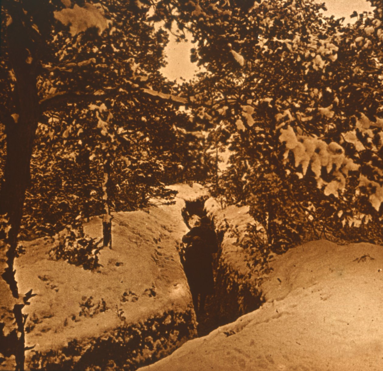 Skyttegrave under grantræer, c1914-c1918 af Unbekannt