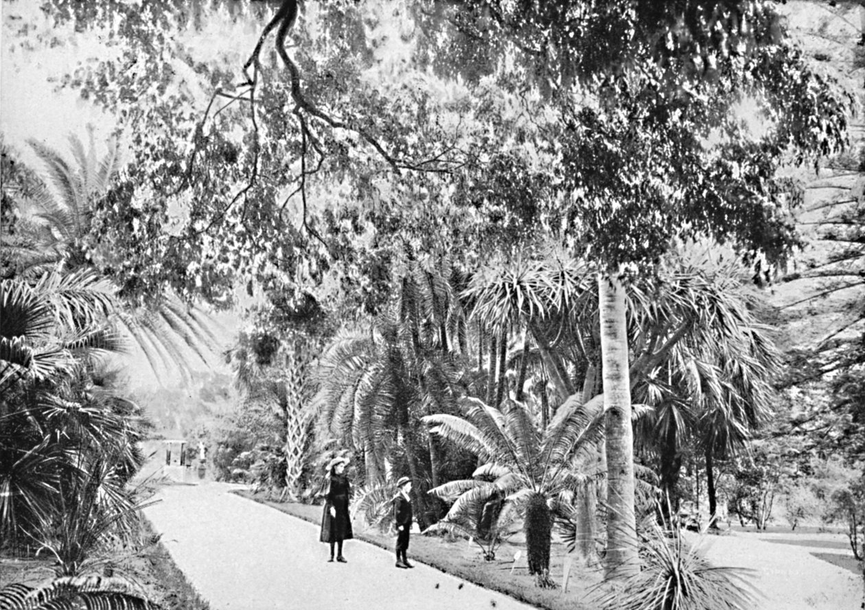 Tropiske palmer og bregner i den botaniske have, c1900. af Unbekannt