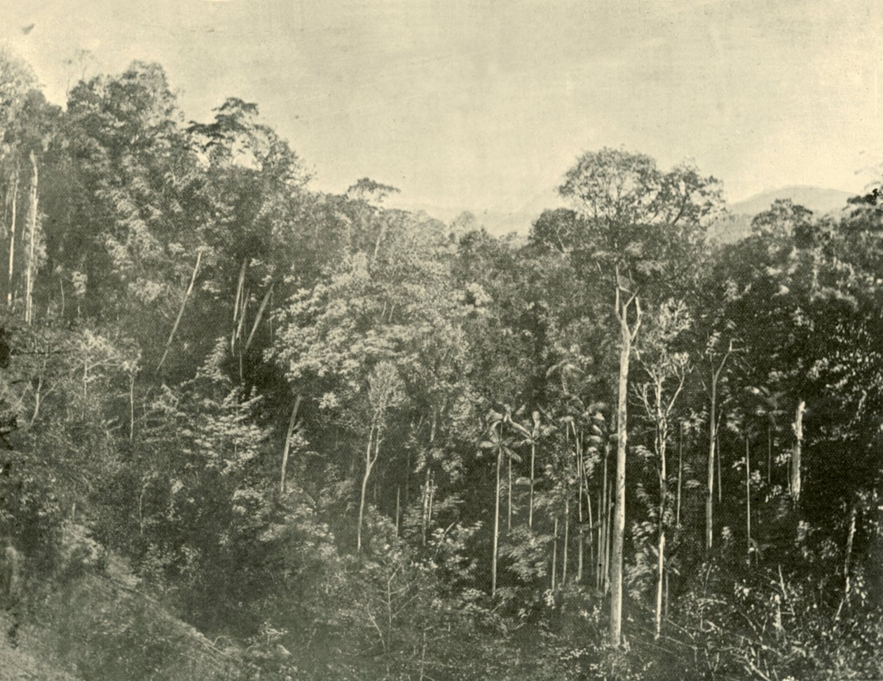 Tropical Scrubs, Blackall Range, Queensland, 1901. af Unbekannt