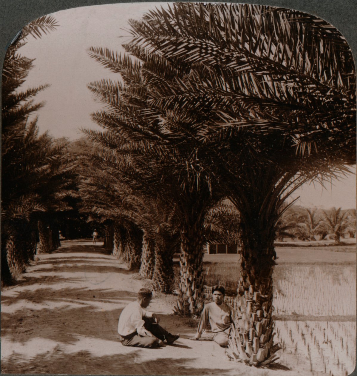 Tropisk skønhed i en allé med daddelpalmer, Moanalua nær Honolulu, H. Is. c1900 af Unbekannt