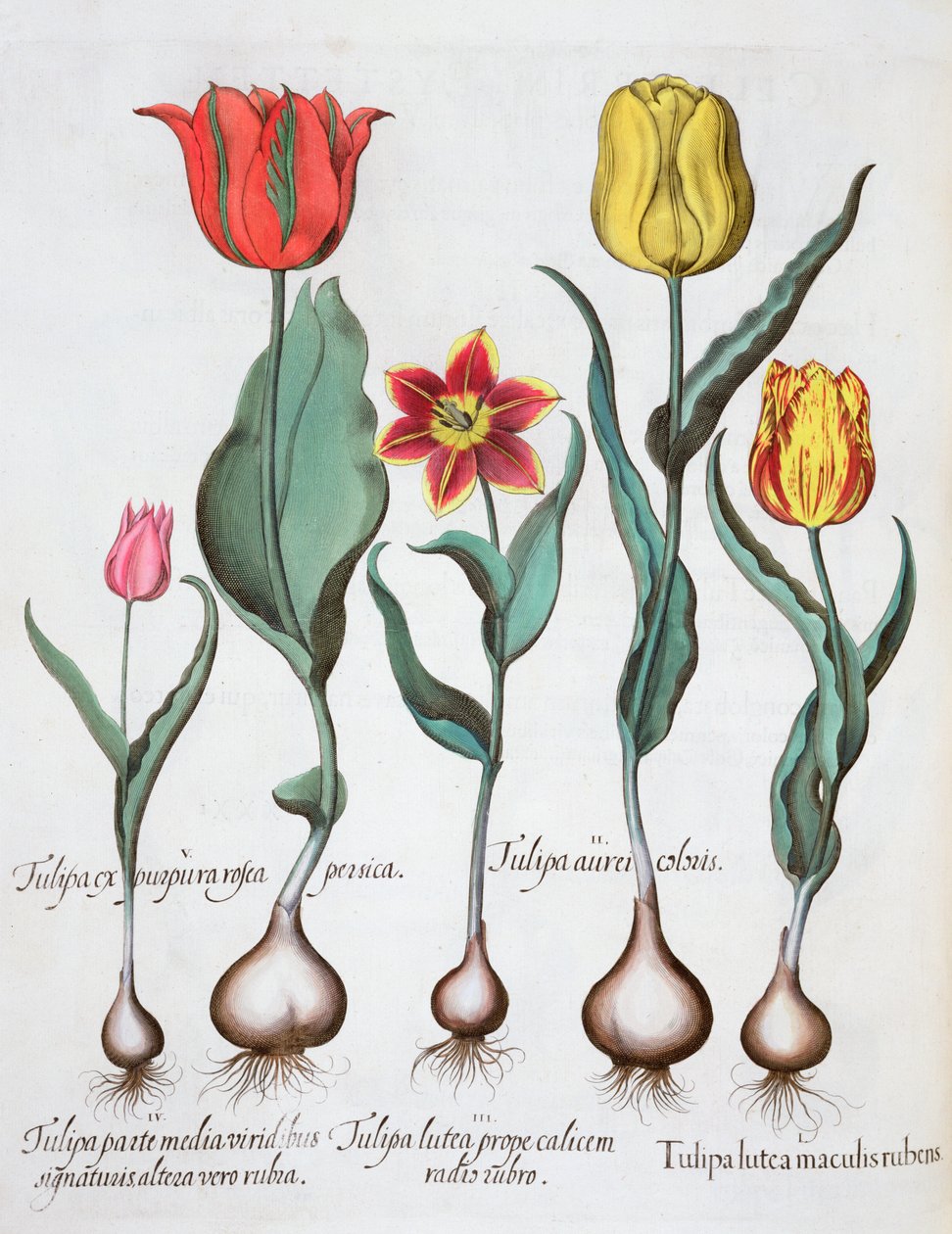 Tulipaner, 1613 af Unbekannt