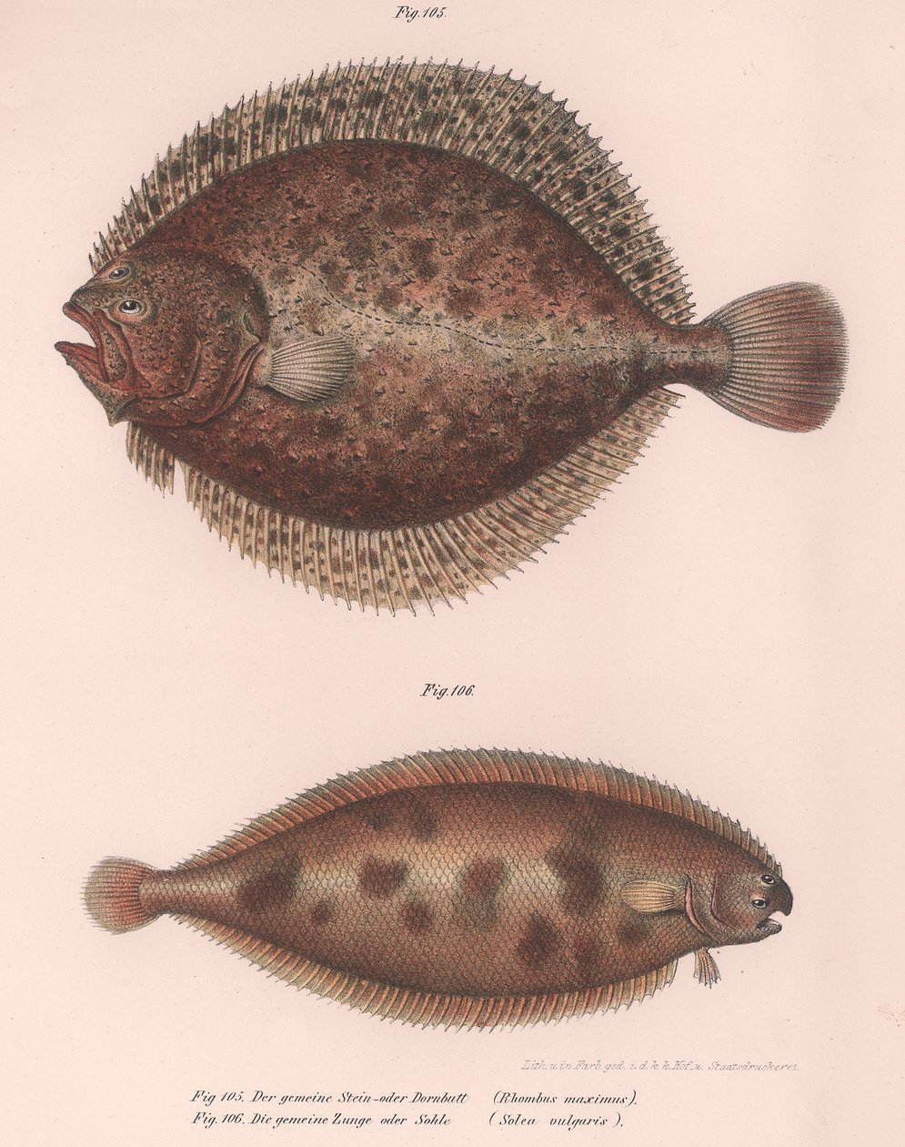 Pighvar, Rhombus maximus, Almindelig tunge Solea vulgaris, ca. 1850