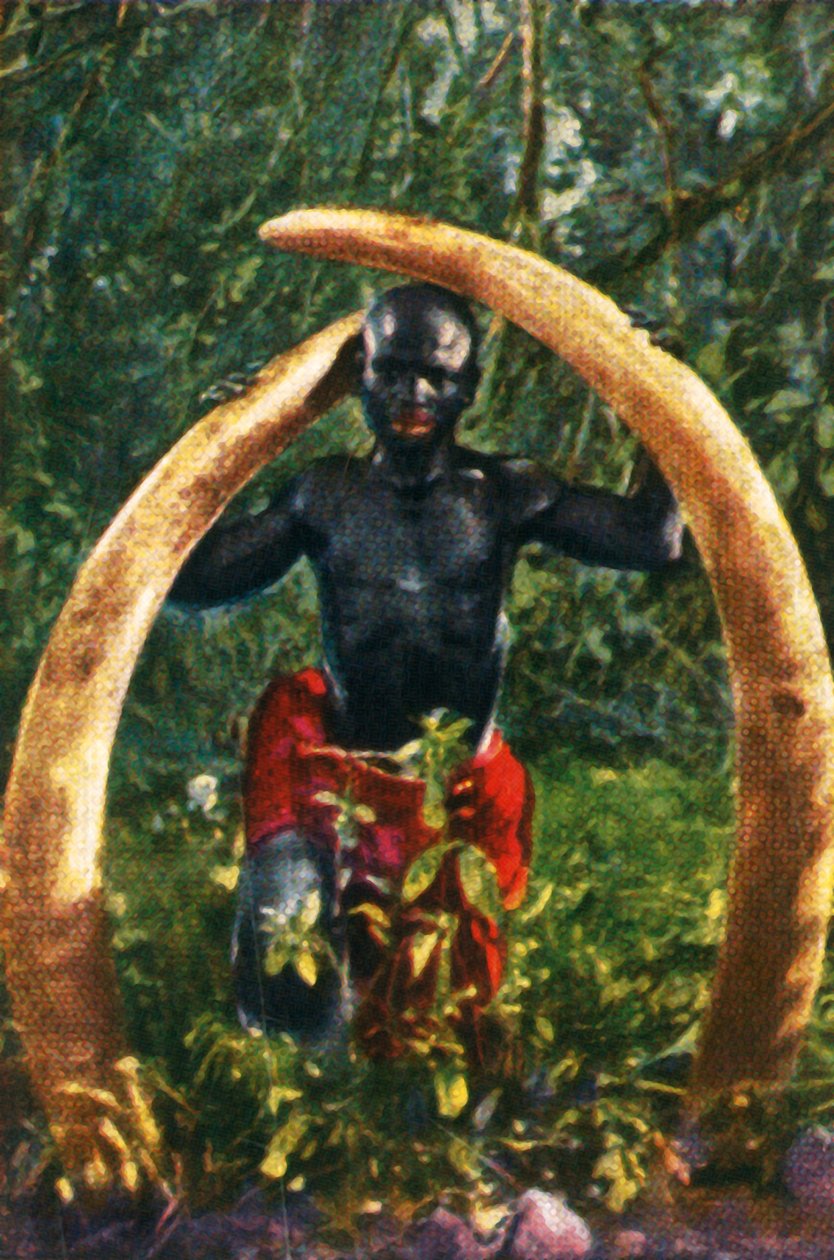 En afrikansk elefants stødtænder, c1928. af Unbekannt