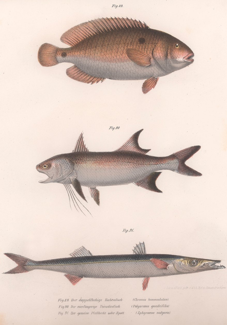 To-spot Bimaculatus, afrikansk rødfinnet, almindelig barracuda, ca. 1850