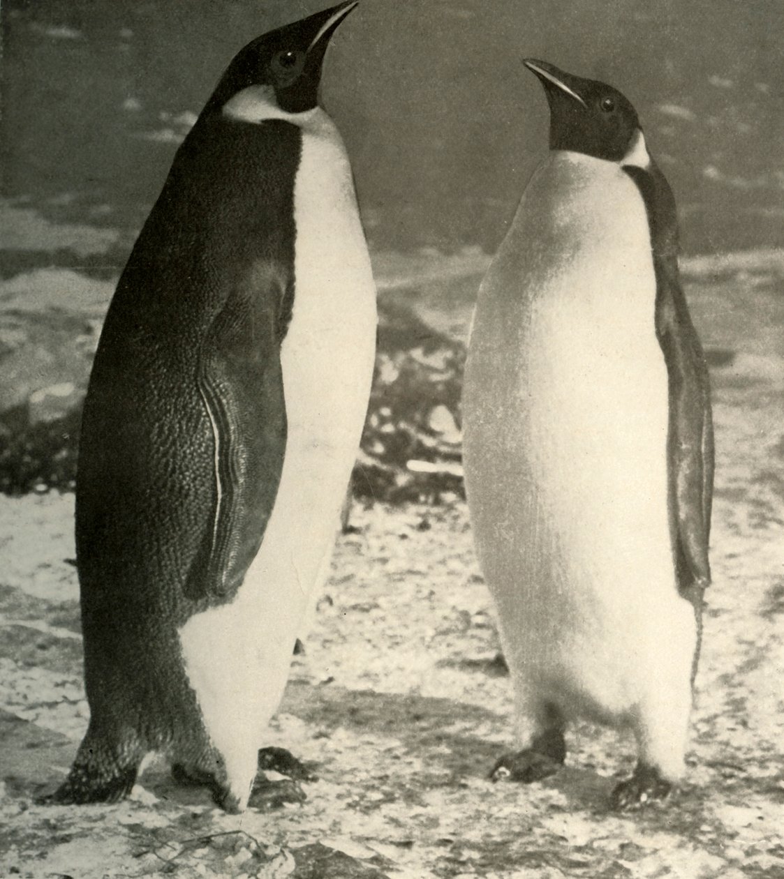 To kejserpingviner, c1908, 1909. af Unbekannt