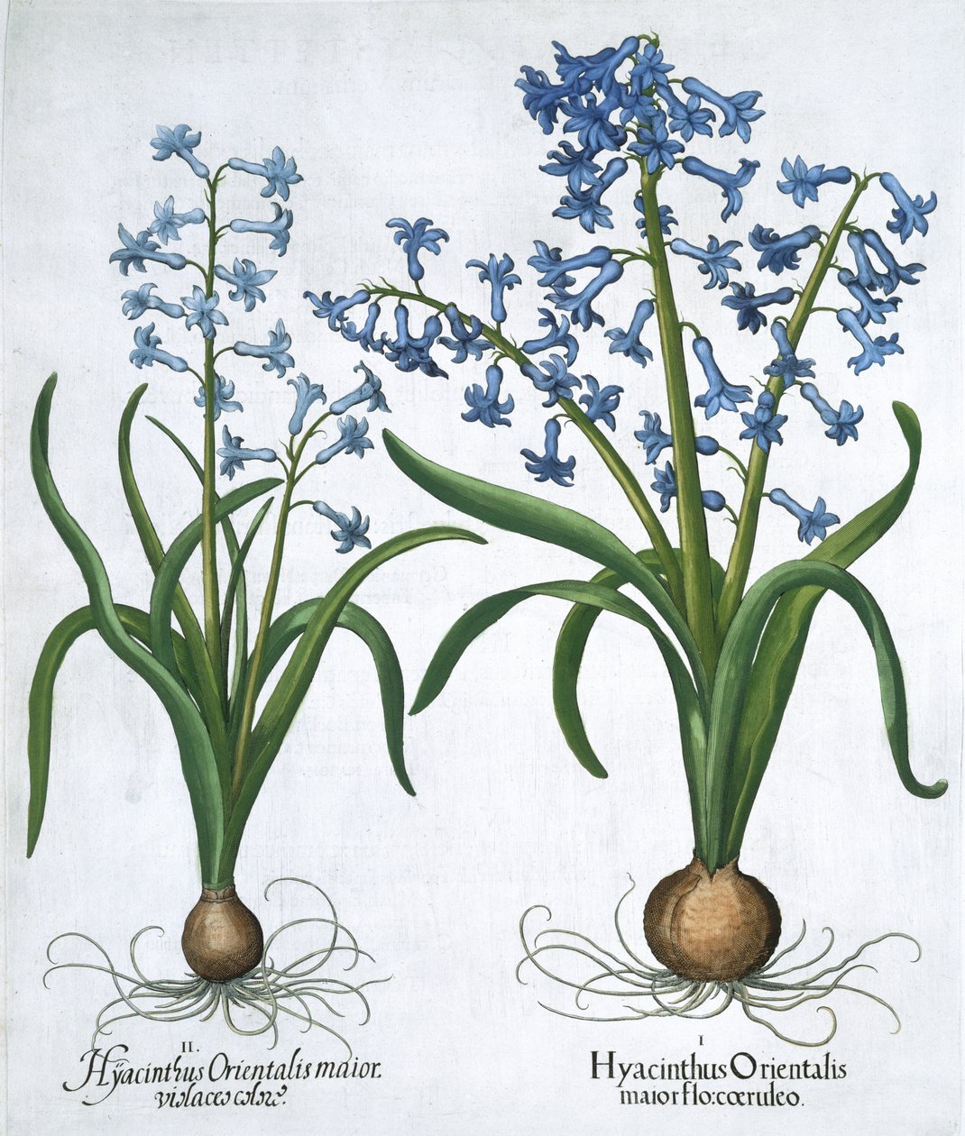 To blå hyacinter, 1613 af Unbekannt
