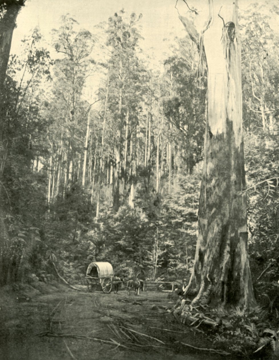 Onkel Sam, 1901. af Unbekannt