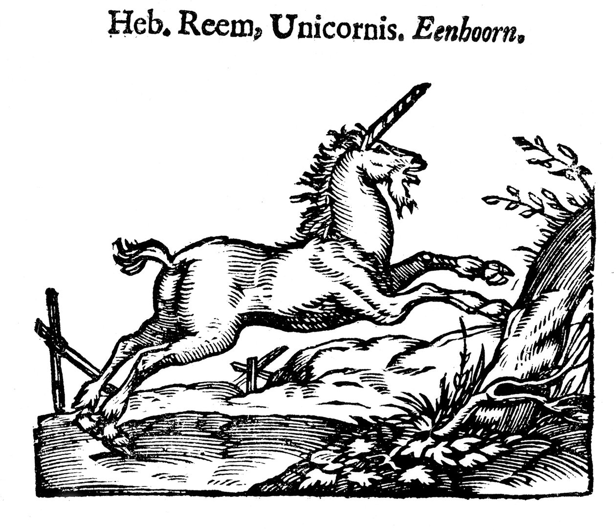 Enhjørning, 1644 af Unbekannt