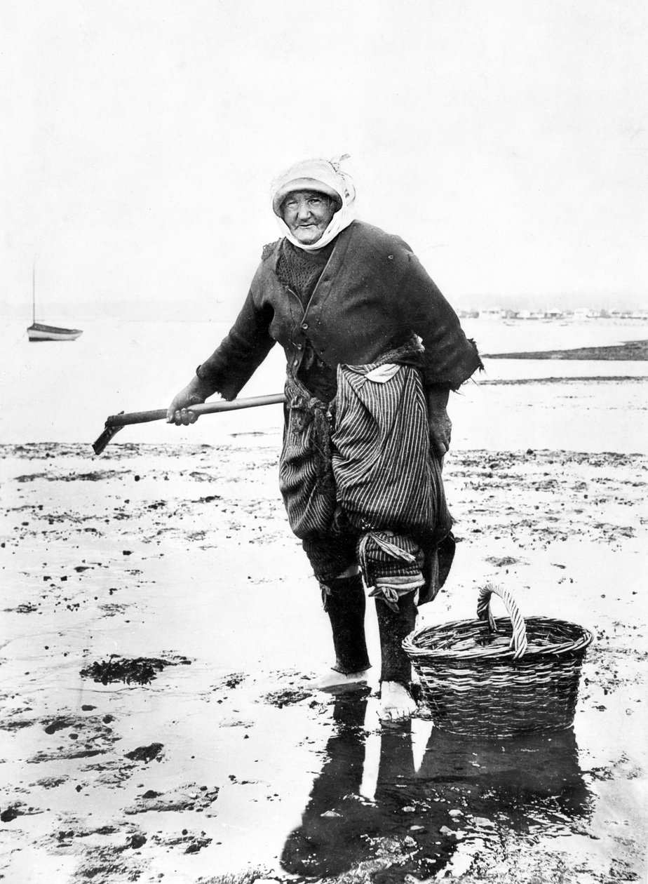 Storbritannien: En gammel dame, der samler hjertemuslinger ved havet. c1890 af Unbekannt