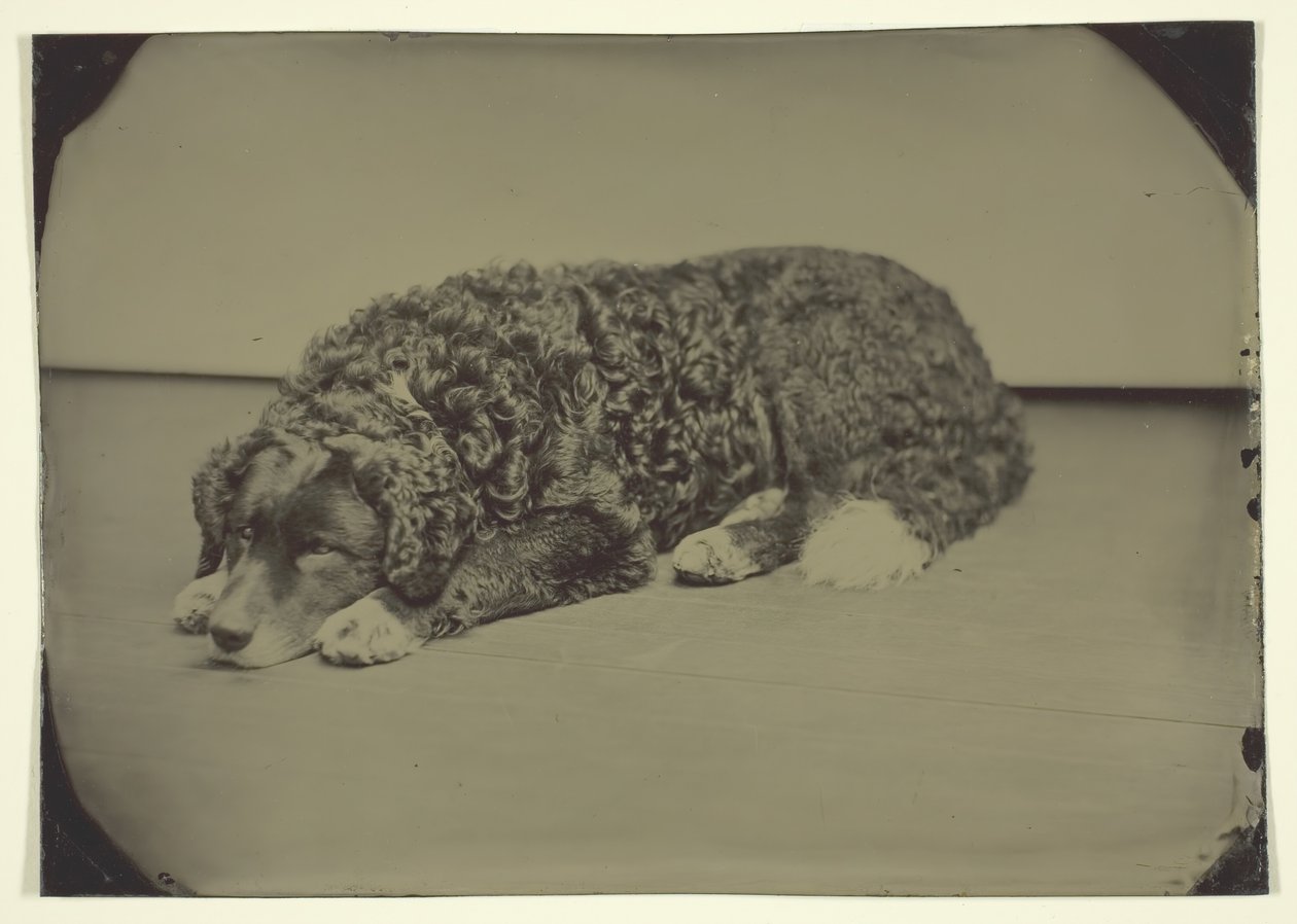 Unavngivet hund, 185099. af Unbekannt