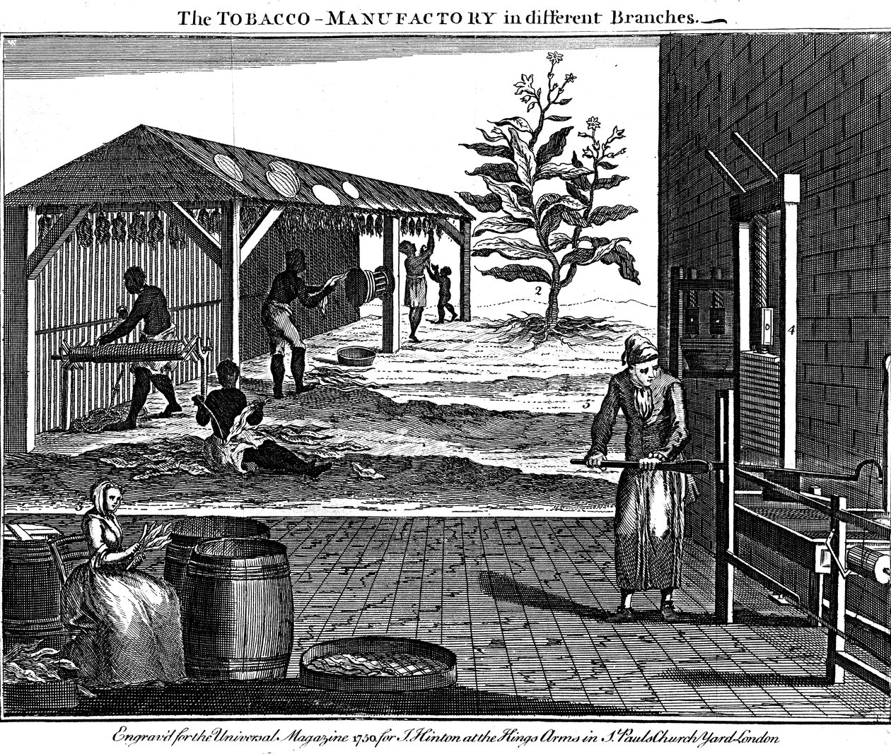Forskellige stadier i produktionen af tobak, Virginia, USA, 1750 af Unbekannt