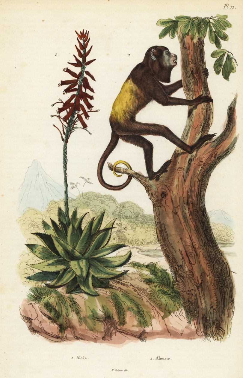Venezuelansk rød brøler, Alouatta seniculus 2 og Aloe vera af Unbekannt