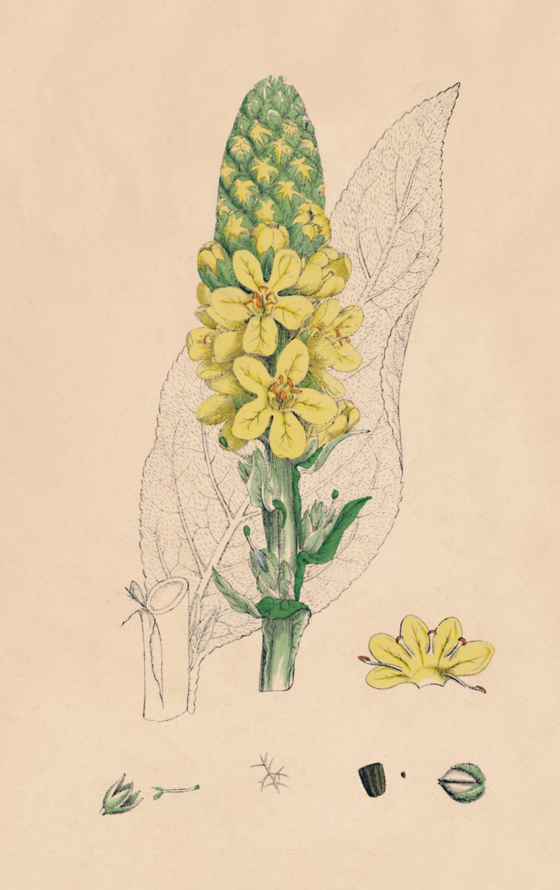 Verbascum Thapsus. Great Mullein, 1800-tallet af Unbekannt
