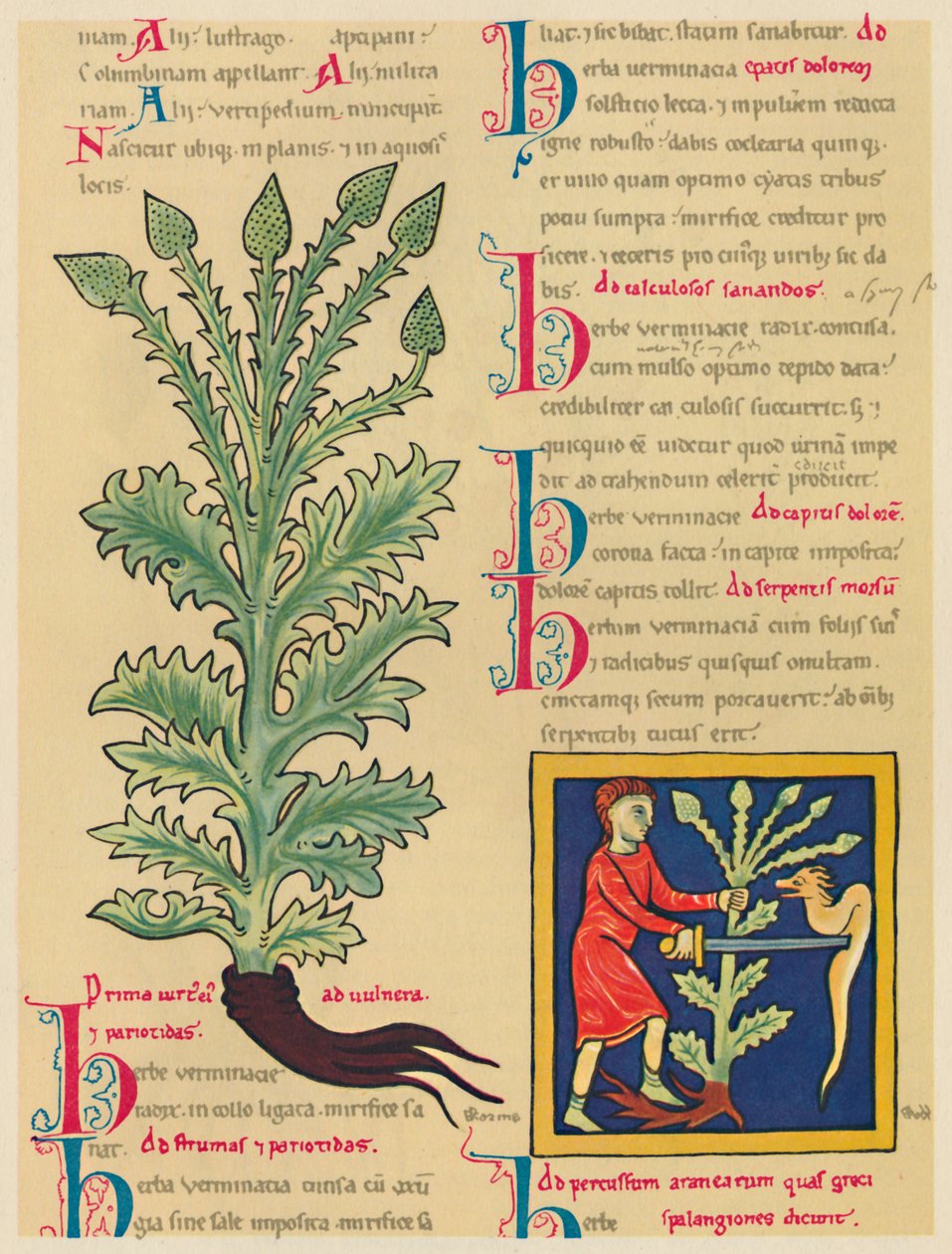 Verbena eller Vervain, 1947 af Unbekannt