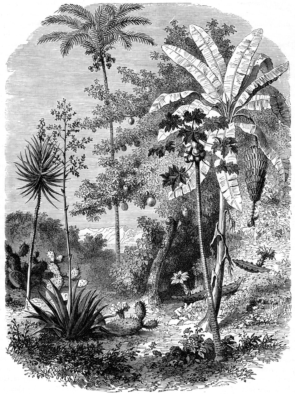 Udsigt over den spanske hovedgade, Guatemala, 1877 af Unbekannt