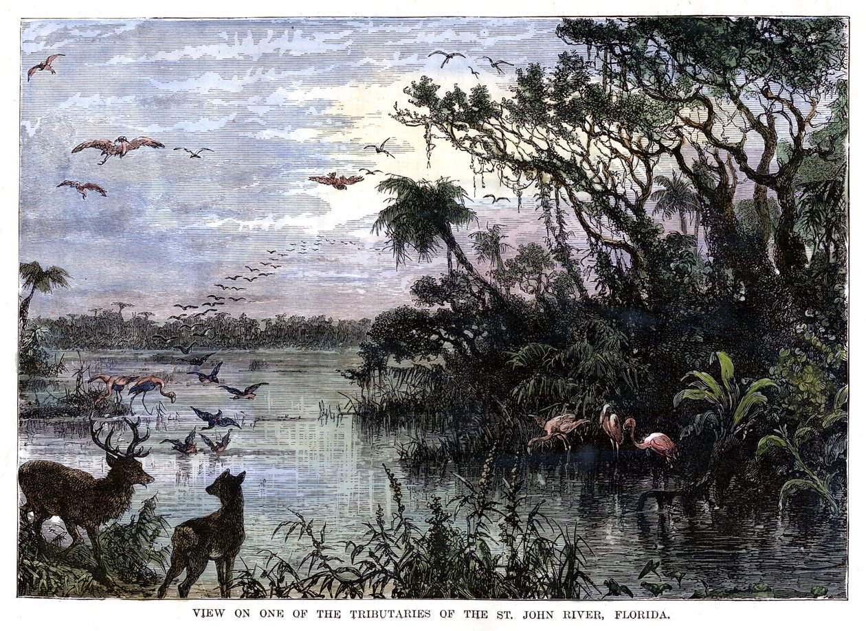 Udsigt over en af bifloderne til St John River, Florida, 1800-tallet af Unbekannt