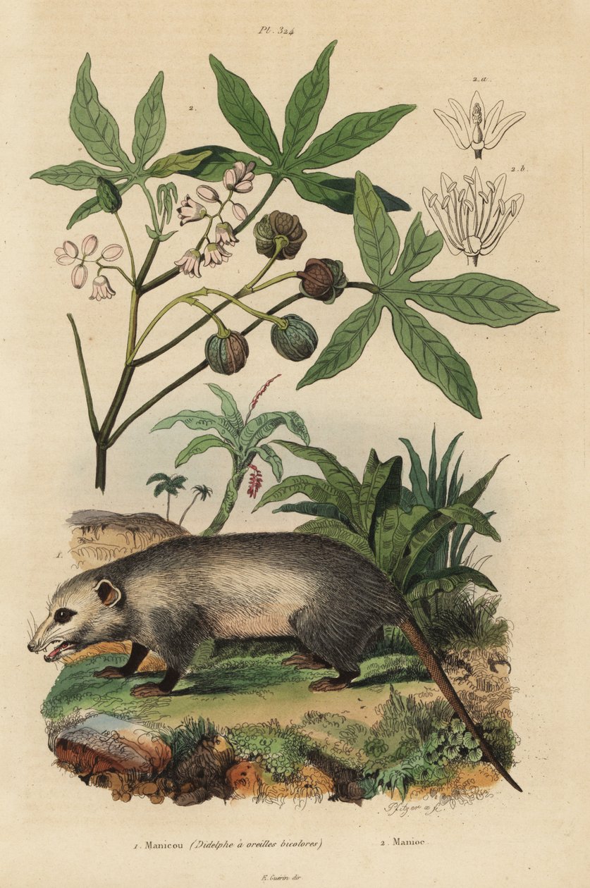 Virginia opossum, Didelphis virginiana 1 og kassava eller yuca, Manihot esculenta 2 af Unbekannt