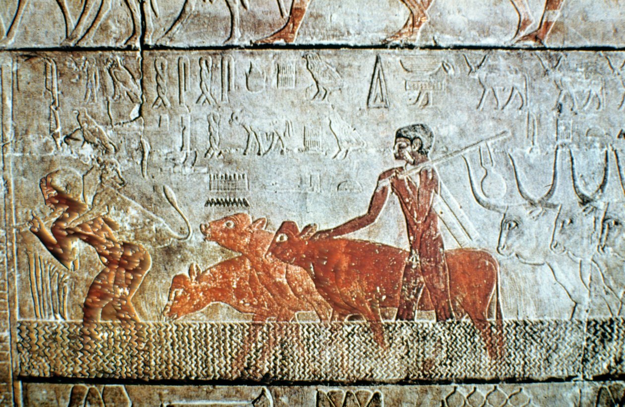 Gående kvæg over en kanal, vægrelief, Saqqara, Egypten af Unbekannt