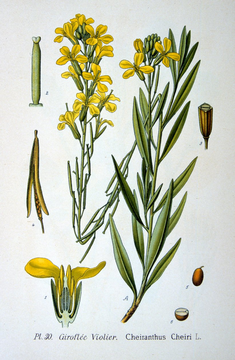 Vægblomst, 1893 af Unbekannt