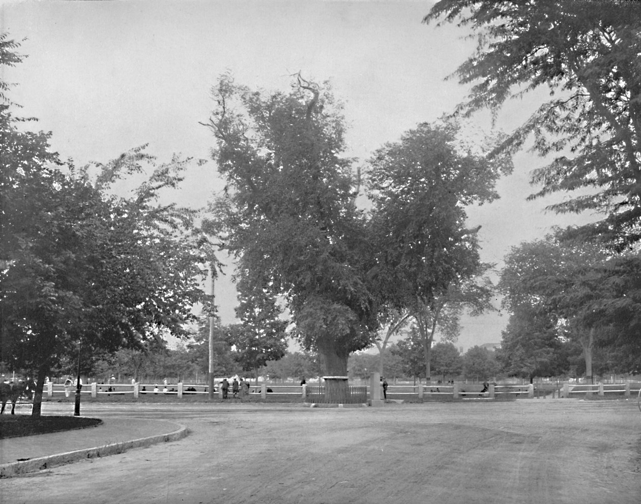 Washington Elm, Cambridge, Massachusetts, c1897. af Unbekannt