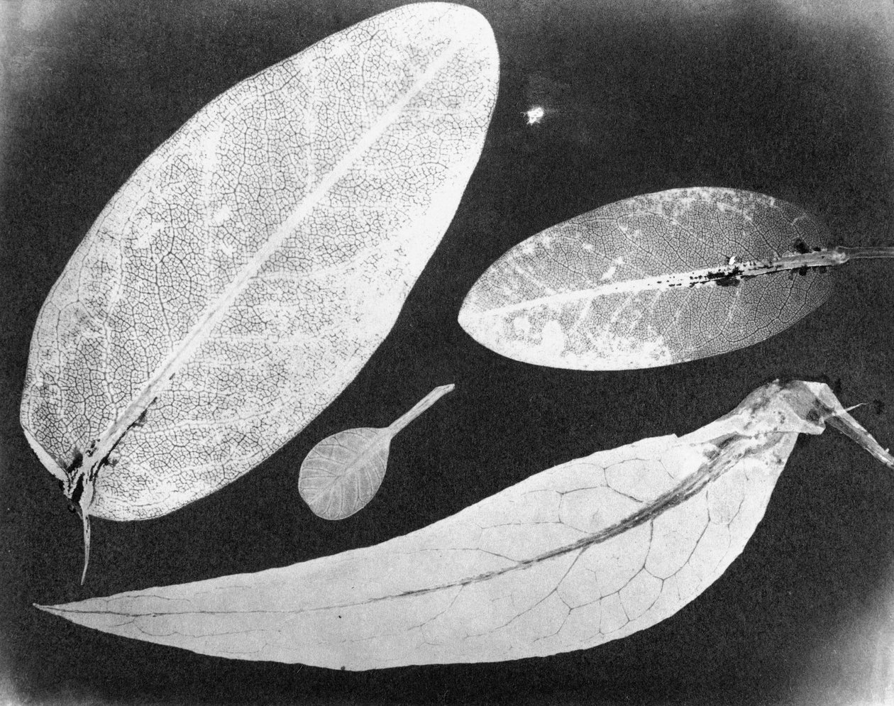 Vandfikseret foto Fire blade, sommeren 1839 af Unbekannt