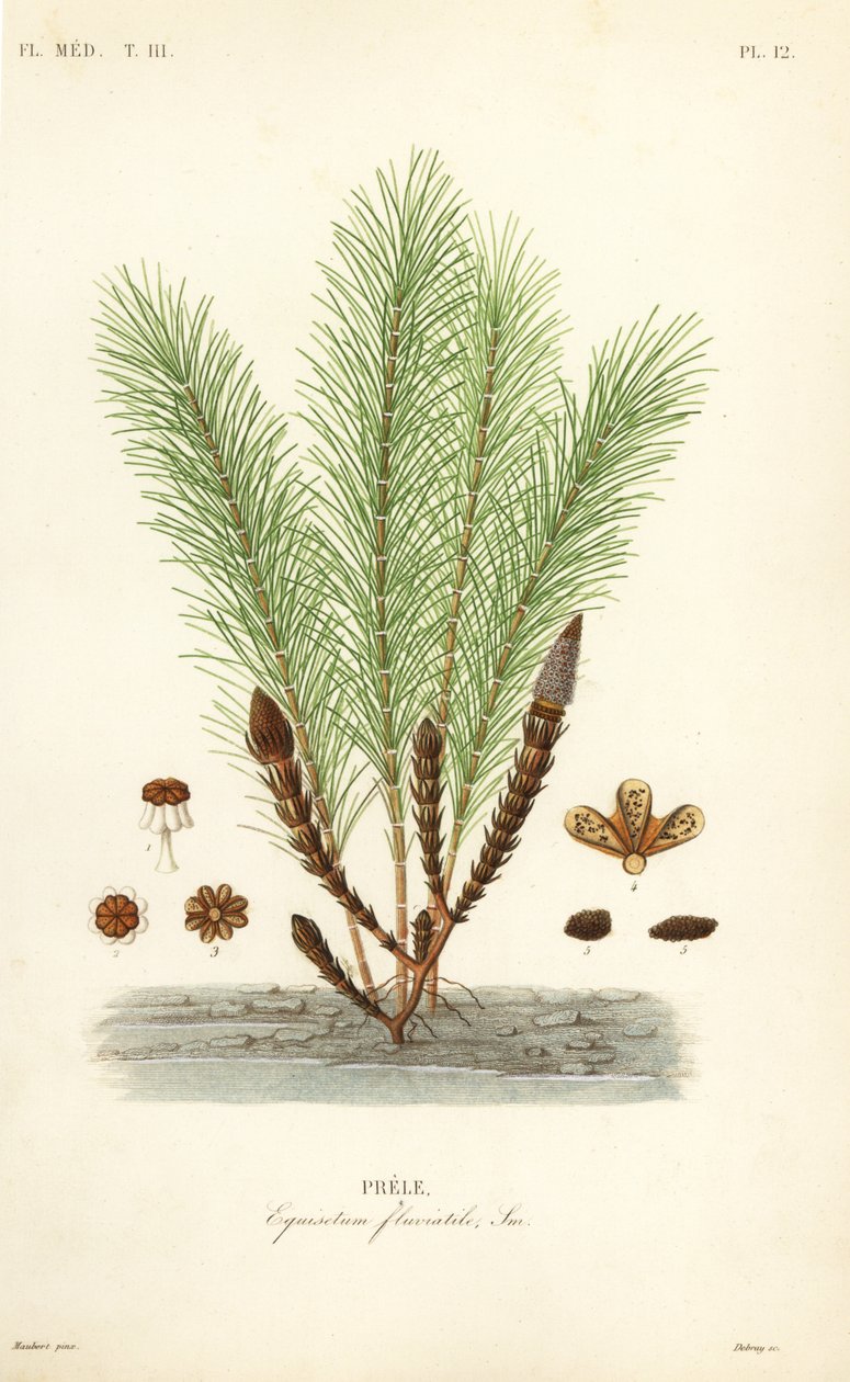 Vandpadderok eller sumppadderok, Equisetum fluviatile, Prele af Unbekannt