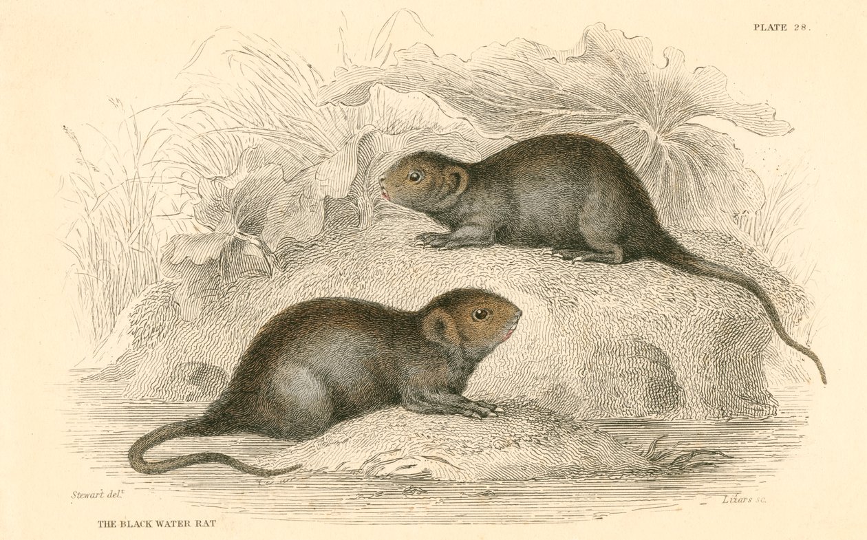 Vandmus Arvicola terrestris, også kendt som sortvandsrotten, 1828 af Unbekannt