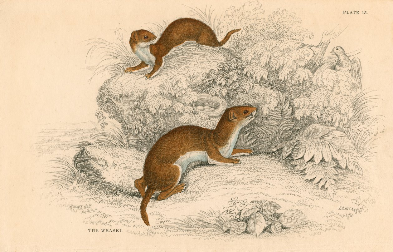 Væsel Putorius nivalisMustela vulgaris, den mindste europæiske kødæder, 1828 af Unbekannt