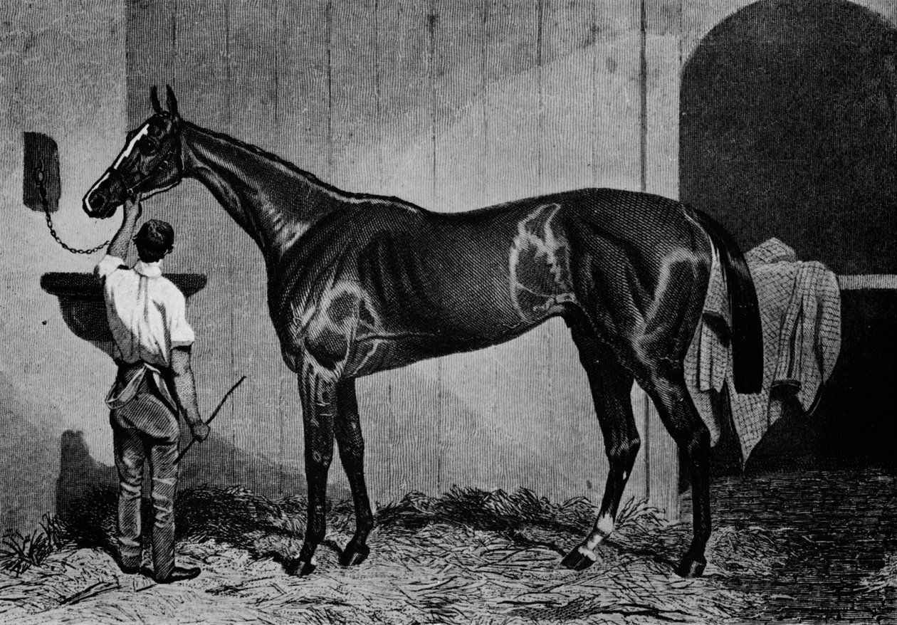 Vestaustralsk, 1850-1870, 1911 af Unbekannt