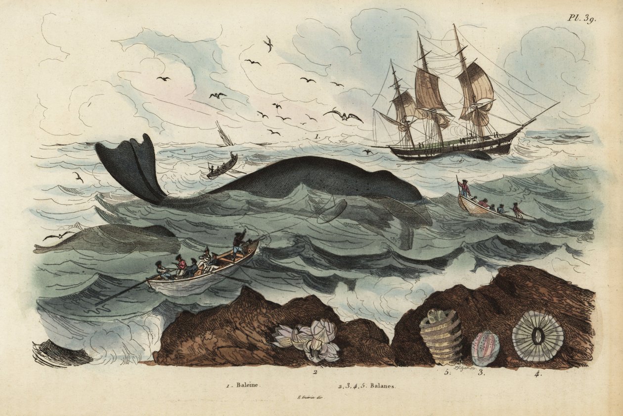 Hvalfangere, der jager en nordatlantisk rethval, Eubalaena glacialis, truet 1, og bram 2-5. Baleine, Balenes af Unbekannt