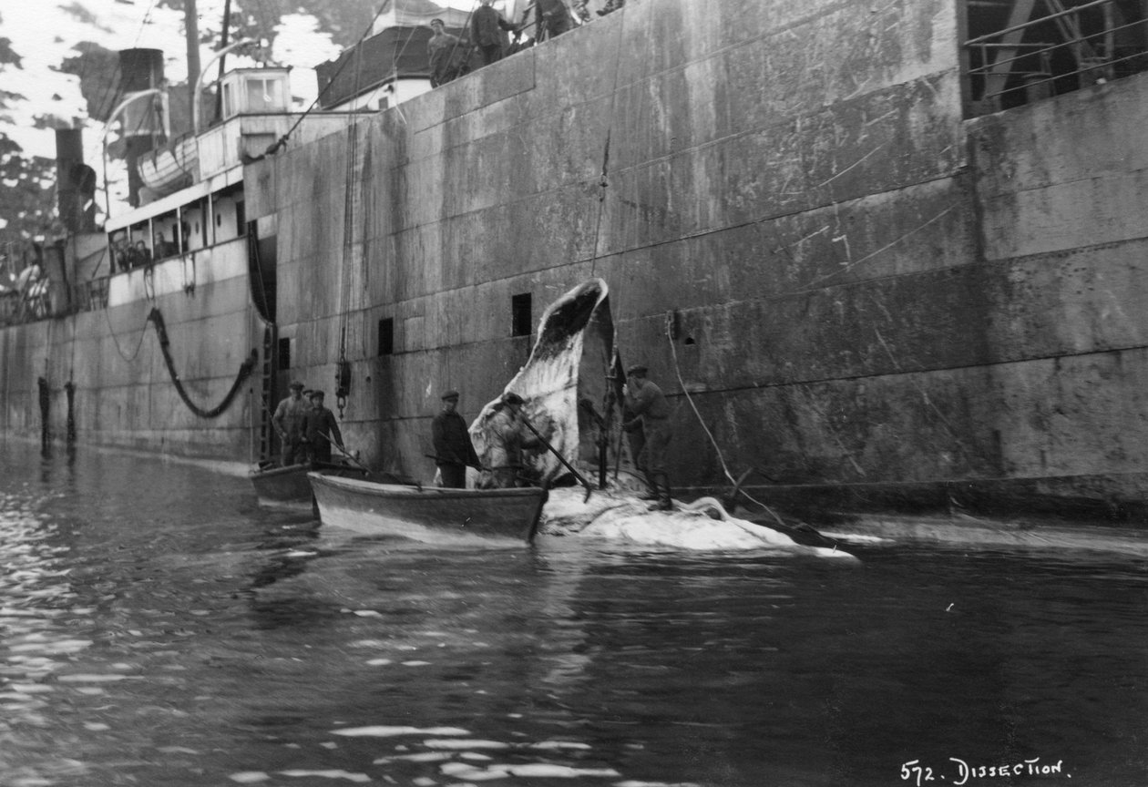 Hvalfangst, Magdalene Bay, Spitzbergen, Norge, 1929 af Unbekannt