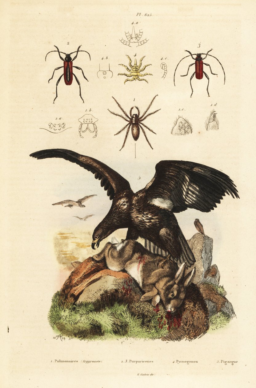 Havørn, Haliaeetus albicilla 5, og bytte, vandedderkop, Argyroneta aquatica 1, Purpuricenus biller af Unbekannt