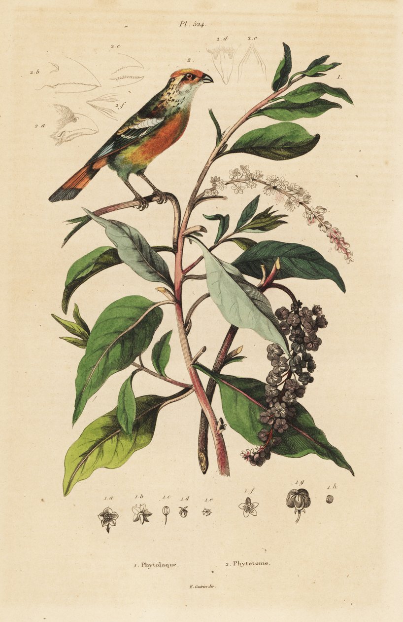 Hvidtippet planteskærer, Phytotoma rutile Phytolacca americana, amerikansk pokeweed af Unbekannt