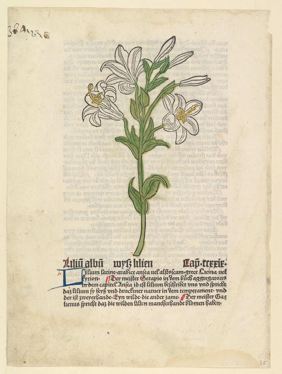 White Lily, illustration fra Gart der Gesundheit Sch.4332, 28. marts 1485. af Unbekannt