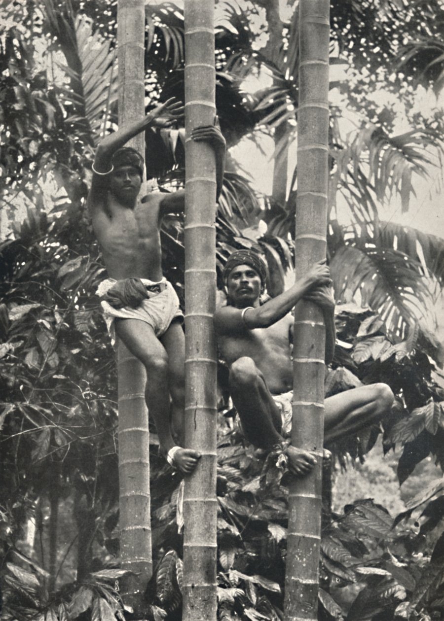 Hvordan ceylonesere klatrer i kokospalmerne, 1926 af Unbekannt