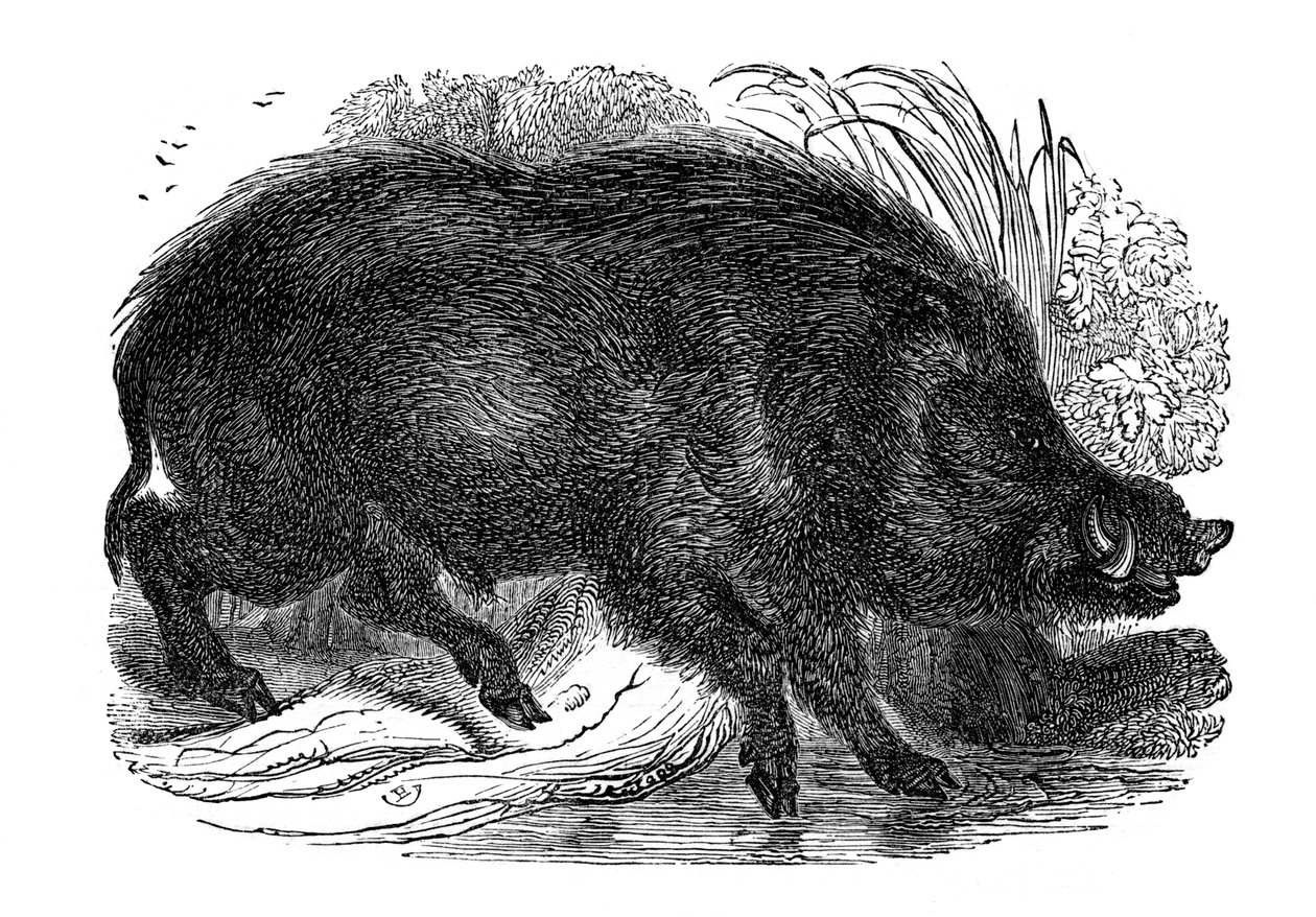 Vildsvin, 1848 af Unbekannt