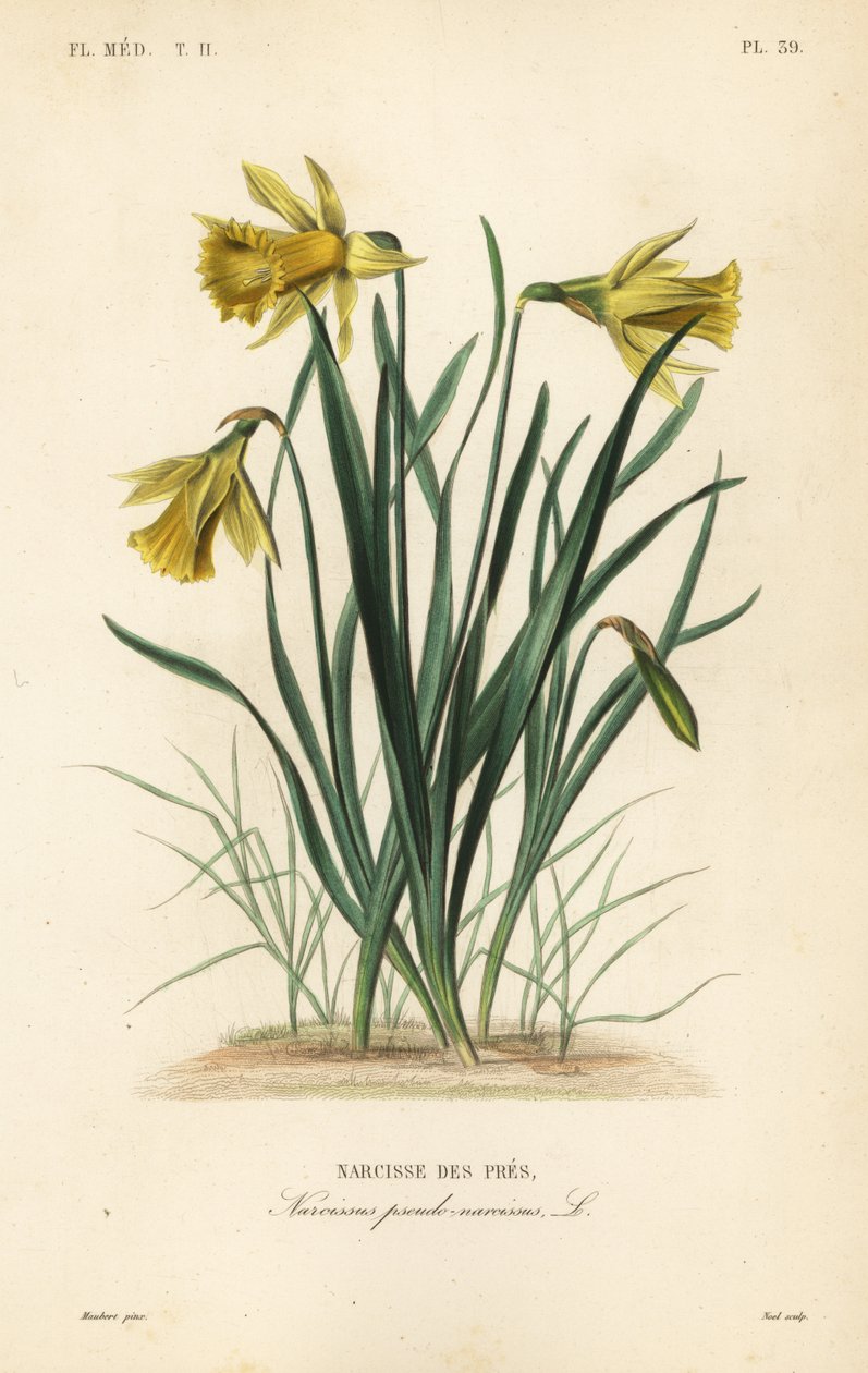 Vild påskelilje eller fastelavnslilje, Narcissus pseudonarcissus, Narcissus pseudo-narcissus, Narcisse des pres af Unbekannt