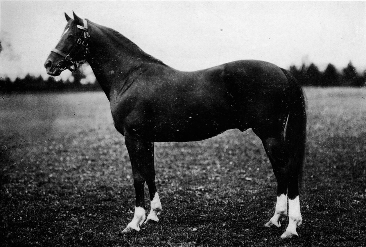 Wildfowler, 1800-tallet, 1911 af Unbekannt