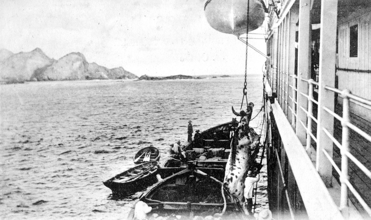 At vinde en ko op på en båd ud for Chiles kyst, omkring 1900-tallet af Unbekannt
